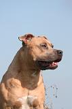 AMSTAFF  PORTRAIT 050